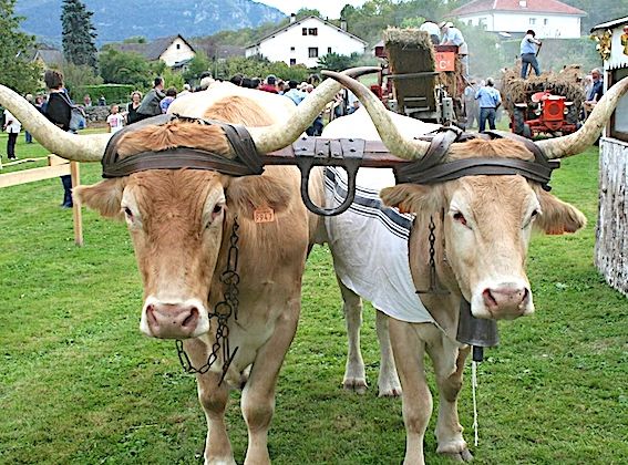 AUTHENTIQUE - La Foire d’automne et des semailles à Arudy